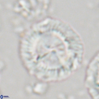 Senelia perifanos 21774