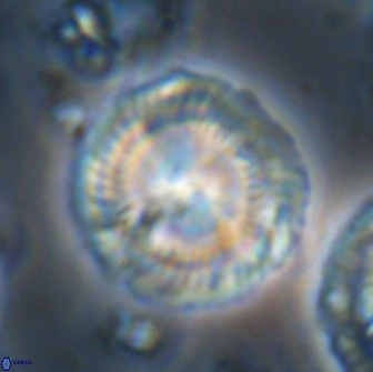 Senelia perifanos 21775