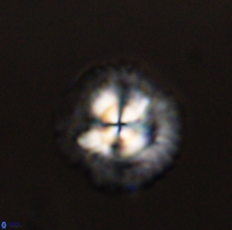 Senelia plevrotos 44662