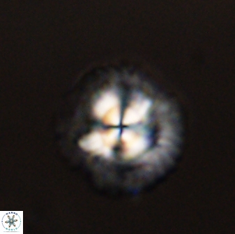 Senelia plevrotos 44662