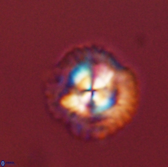 Senelia plevrotos 44663