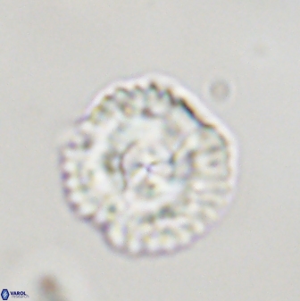 Senelia plevrotos 44664