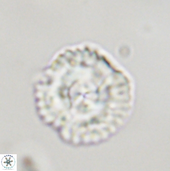 Senelia plevrotos 44664
