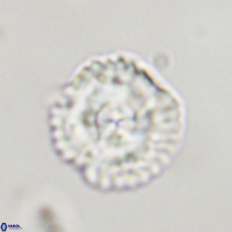 Senelia plevrotos 44665