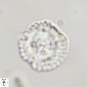 Senelia plevrotos 44665