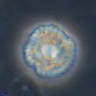 Senelia plevrotos 44666