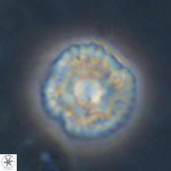 Senelia plevrotos 44666