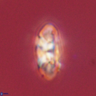 Senelia plevrotos 44669