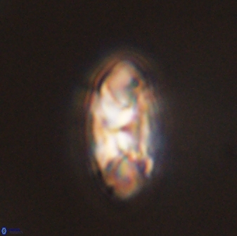 Senelia plevrotos 44670