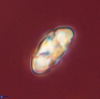 Senelia plevrotos 44672