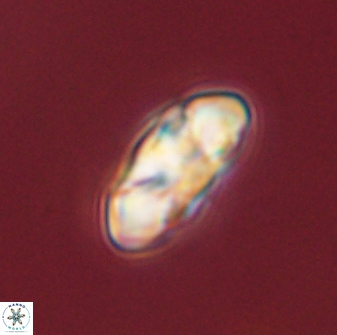 Senelia plevrotos 44672