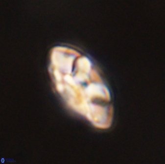 Senelia plevrotos 44674