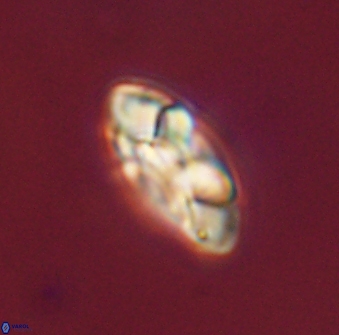 Senelia plevrotos 44676