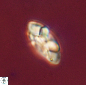 Senelia plevrotos 44676