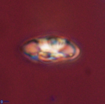 Senelia plevrotos 44677