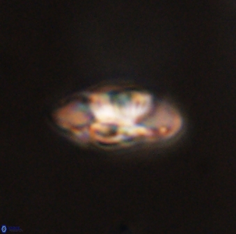 Senelia plevrotos 44678