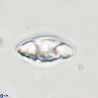 Senelia plevrotos 44679