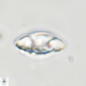Senelia plevrotos 44679