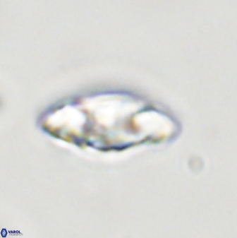 Senelia plevrotos 44680