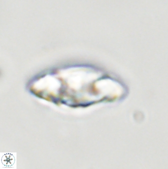 Senelia plevrotos 44680