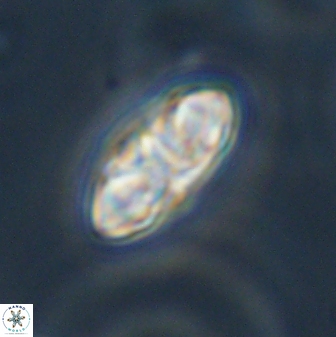Senelia plevrotos 44681