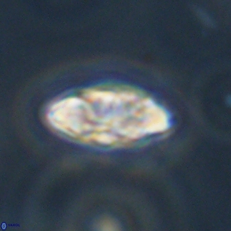 Senelia plevrotos 44682