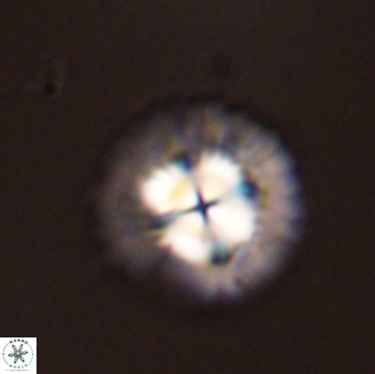 Senelia plevrotos 45288