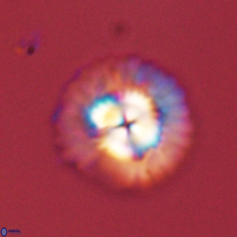 Senelia plevrotos 45289