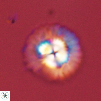 Senelia plevrotos 45289