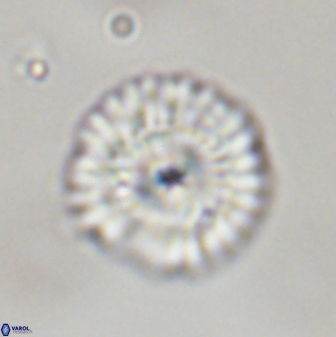 Senelia plevrotos 45291