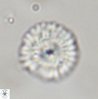 Senelia plevrotos 45291