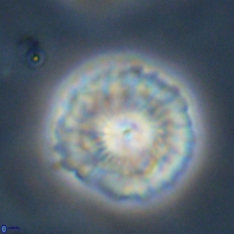 Senelia plevrotos 45293