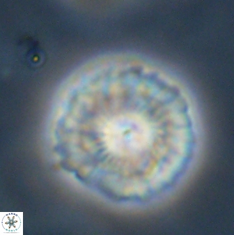 Senelia plevrotos 45293