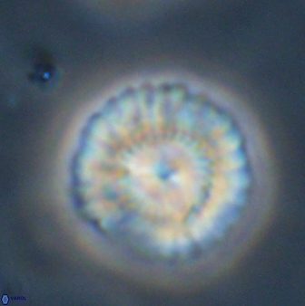 Senelia plevrotos 45294