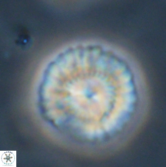 Senelia plevrotos 45294