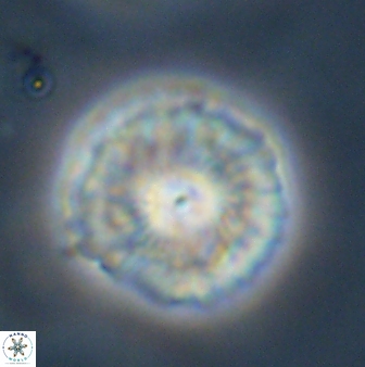 Senelia plevrotos 45296