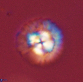 Senelia plevrotos 45297