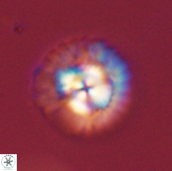 Senelia plevrotos 45297