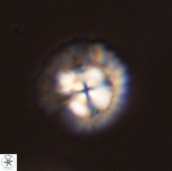 Senelia plevrotos 45298