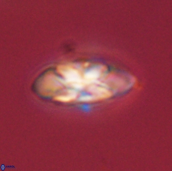 Senelia plevrotos 45301