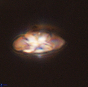 Senelia plevrotos 45302