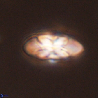 Senelia plevrotos 45303