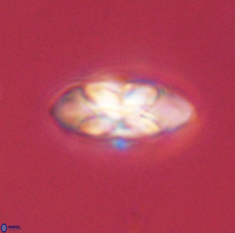 Senelia plevrotos 45304