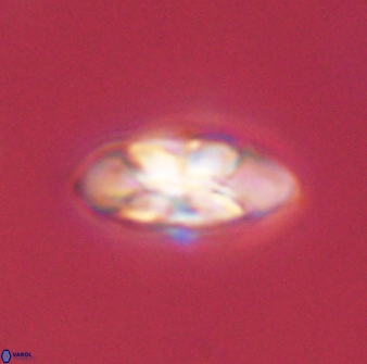 Senelia plevrotos 45305