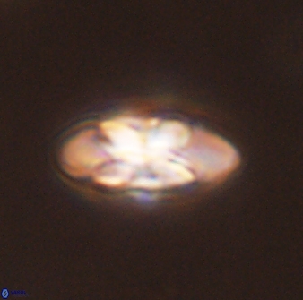 Senelia plevrotos 45306