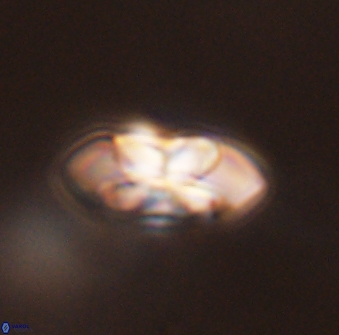 Senelia plevrotos 45307