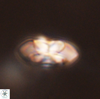 Senelia plevrotos 45307