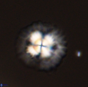 Senelia plevrotos 45309