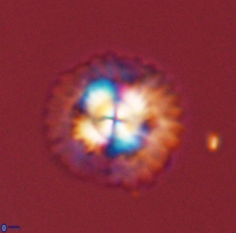 Senelia plevrotos 45310