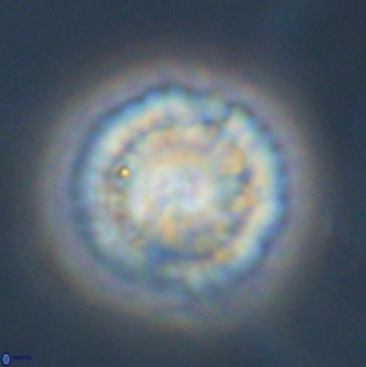 Senelia plevrotos 45312